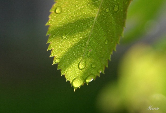 "Frische"