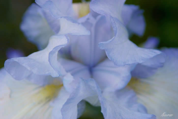 'Iris-2' von Neerav